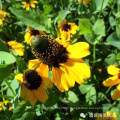 Asian garden indoesnisa Prairie coneflouer seeds flower seeds for growing